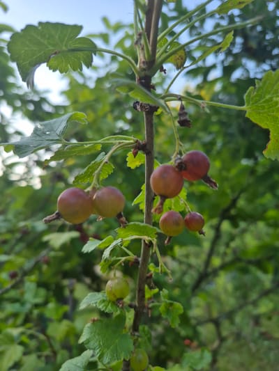 A close-up shot shows a branch of a gooseberry bush laden with ripening fruit. Several gooseberries are visible, in various stages of development and color, ranging from pale green to deep red. Some are round and smooth, while others show a slight purplish hue, indicating they are close to being ripe. They are clustered on the branch, interspersed with green leaves. The leaves are broad with serrated edges and appear healthy, though some have minor imperfections. The branch itself is brown and woody, with small buds or remnants of past blooms visible. The background is a soft blur of green foliage, suggesting a lush, outdoor setting. The lighting indicates it's daytime, with dappled sunlight filtering through the leaves, creating highlights and shadows. The overall impression is one of natural growth and the bounty of a garden or orchard. The location is identified as Trier, Germany, suggesting a temperate climate conducive to growing berries. No people or text are visible in the image.