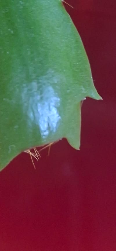 This image is a close-up shot of a green leaf against a red background. The leaf has a pale blue, irregular patch on its surface. Several thin, light-colored spines protrude from the edge of the leaf. The scene is not identifiable as being in Orimattila, Finland, or any specific city.