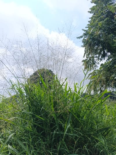 The scene depicts a dense natural landscape in Nam Sa Lat, Myanmar, under a partly cloudy sky. The foreground is occupied by a profusion of tall, vibrant green grasses with long, narrow leaves. Numerous delicate, fine-stemmed seed heads, light in color, extend upwards from these grasses, filling much of the mid-upper frame. Behind the immediate grass, a darker green, rounded mass of foliage is partially visible. To the far right, a section of a larger tree with dark green, pinnate leaves is present. The upper portion of the image reveals a sky with scattered white cumulus clouds against a pale blue background. No individuals, animals, or man-made structures are visible.