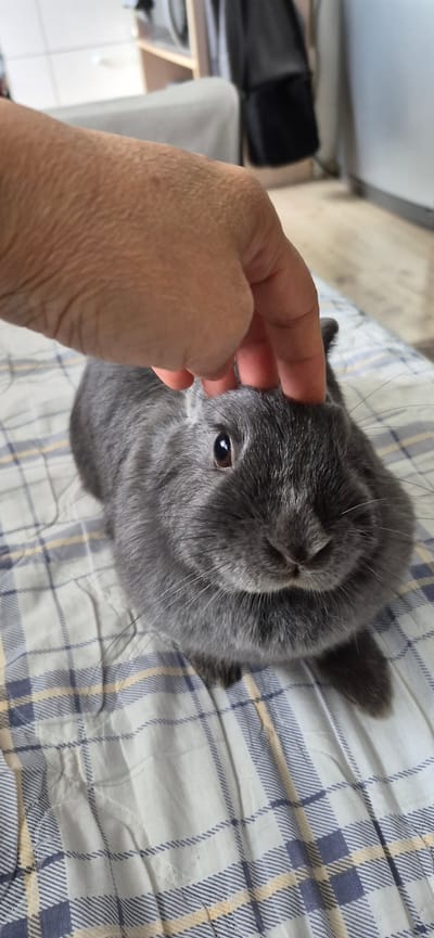 An overhead shot shows a person's hand gently petting the head of a small, gray rabbit. The rabbit is positioned on a white and blue checkered surface. The rabbit has dark brown eyes and its whiskers are visible. The background is blurred, but appears to be an indoor domestic setting. The image was captured in Ussurijsk, Russia.
