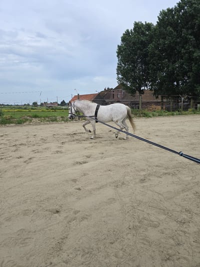 The image depicts a white horse being led in a sandy arena, possibly in or near Estaimpuis, Belgium. The horse is wearing a harness. A black lead rope is attached to the harness. The arena is surrounded by a fence, behind which is a grassy area, and a cluster of buildings with red roofs are visible. A large tree is on the left, and the sky is cloudy. The ground is covered in light-colored sand. The image has been rotated.