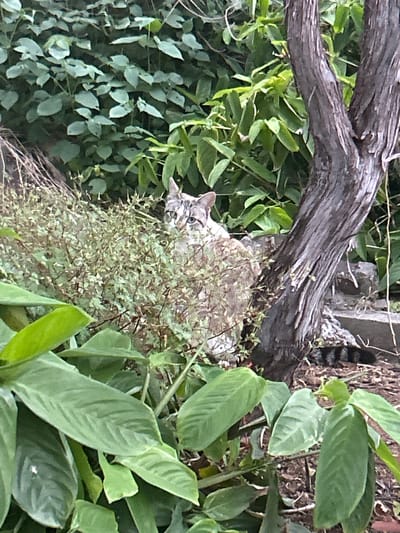 A grey tabby cat is partially concealed among green foliage and a weathered tree branch. The location is suggested to be Câmara de Lobos, Portugal. A section of the cat's tail with stripes is visible above the branch. The cat's head is visible with eyes showing at lower left among a plant.