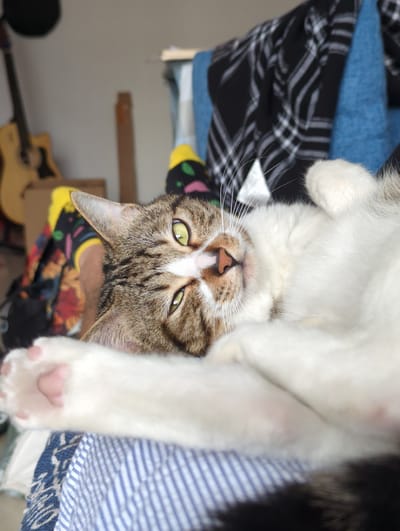 A domestic cat is lying on its back, displaying its white underbelly and paws. The cat has tabby markings on its face and a white patch above its nose. Its eyes are a light green color. The background includes folded clothes with various patterns, a partially visible guitar, and a wall. There is no evidence to suggest that this image was taken in Shunde District, China.