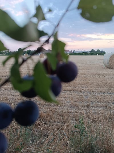 This image depicts a rural scene at dusk, likely in Viadana, Italy. In the foreground, out of focus, are several dark, round fruits, possibly plums, hanging from a leafy branch. The background features a harvested field of dry, golden straw, dotted with several large, cylindrical hay bales. In the distance, a line of trees and buildings, including a red-roofed house, are visible against a soft pink and blue sky with scattered clouds, indicating sunset. The lighting suggests a calm and tranquil atmosphere. There are no people visible in the image, and no text is present.