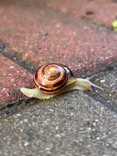 A snail is shown moving across wet brick paving stones. The snail has a brown and tan spiral shell and a pale, textured body. The paving stones are a mix of rough grey and reddish-brown materials. The image is a close-up shot, taken from a low angle, with the snail being the primary subject. The background is blurred, suggesting a shallow depth of field. No specific location in Wałbrzych, Poland can be determined from the image.