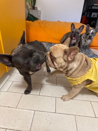 Four French Bulldogs interact on a tiled floor indoors. In the foreground, a dark brindle French Bulldog is captured mid-motion, its head turned to its left with its mouth open. To its right, a fawn-colored French Bulldog wearing a yellow shirt looks towards the brindle dog. In the background, two other French Bulldogs are seated on an orange cushioned surface. One is dark grey with white markings and blue eyes, and the other is a lighter grey with white markings. The environment appears to be a living space with a yellow cabinet on the left and a blurred shelf unit in the background. There is no discernible indication of the city of San Benedetto del Tronto, Italy.