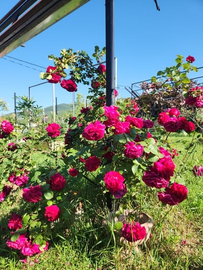This image captures an outdoor garden scene in Gorovani, Georgia, under a clear blue sky during daylight hours. The foreground and mid-ground are dominated by a dense rose bush displaying numerous deep magenta-to-pink roses at various stages of bloom, accompanied by vibrant green foliage.
A prominent vertical black metal pole, positioned slightly left of the central axis, supports some of the rose branches. To the upper left, a diagonal metal structure composed of multiple parallel beams extends into the frame.
The background features additional green foliage, metal support frameworks, and a distant mountain or large hill under the clear sky. To the right of the main rose bush, a plant with darker, possibly reddish, foliage is visible, behind which stacked wood or branches are discernible.
The ground is covered with green grass, exhibiting areas of direct sunlight and shadow. Several detached, magenta-colored rose petals are scattered across the grass. In the lower right quadrant, a light-colored, possibly ceramic or concrete, pot or fragment of a pot is partially visible amidst the grass. No individuals are present within the frame.