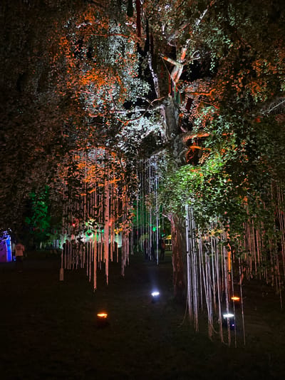 This image captures a nighttime outdoor scene in Sremski Karlovci Municipality, Serbia, centered on a large, illuminated deciduous tree. The tree features a dense canopy of dark green leaves, with sections illuminated by upward-pointing lights in orange, white, and light green. Numerous strings of small, bead-like elements or lights hang vertically from the branches, cascading towards the ground in dense clusters, predominantly appearing white/silver on the right and orange/gold in the center.
The ground is covered with dark grass. Four distinct ground-level lights are visible: two in the foreground emit an orange glow, and two further back, closer to the tree trunk on the right, emit a white/blue light. Additional ambient lighting in green and blue is present in the background, illuminating other trees and indistinct structures.
Multiple human figures are visible in the mid-ground and background. On the far left, a person wearing a light-colored shirt stands near a tall, blue-illuminated rectangular structure. Other individuals are partially obscured by the hanging light strings and shadows further within the scene, suggesting a gathering or event.