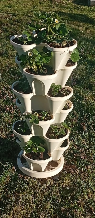 A multi-tiered strawberry tower sits on a lawn. The tower is made of a cream-colored plastic and contains several plants, most of which appear to be strawberry plants with some showing white flowers. The lawn is green, with patches of brown. The image was likely taken outdoors during the day, given the natural lighting. The location is Karviná, Czechia.