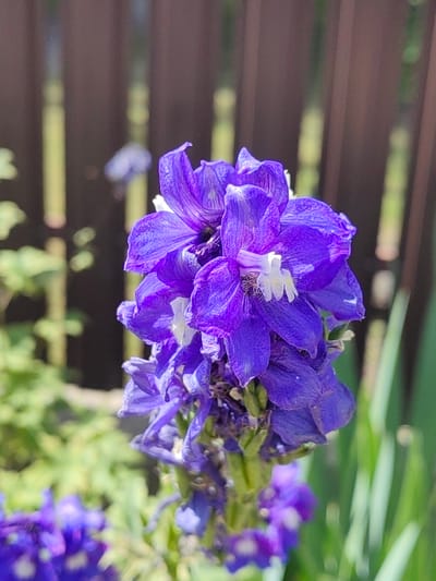 This is a close-up, vertical shot of a tall, blooming purple delphinium flower against a blurred background of a wooden fence and greenery. The flower stalk is densely packed with individual blooms, each with delicate, intricately veined petals. The dominant color is a vibrant purple, with lighter, almost white accents in the center of some flowers where the stamens are visible. A tiny insect, possibly a bee or fly, is perched on one of the white centers. The foreground also shows more out-of-focus purple delphiniums, suggesting a garden setting. The wooden fence in the background consists of vertical planks, and through the gaps, hints of green foliage and dappled sunlight can be seen. The lighting suggests it is daytime, likely with bright sunlight filtering through to create the bokeh effect in the background. There is no visible text. The overall impression is one of natural beauty and a tranquil garden environment. The location context provided is Hrodna, Belarus, which implies an outdoor setting in a temperate climate during the blooming season of delphiniums, likely late spring or summer.