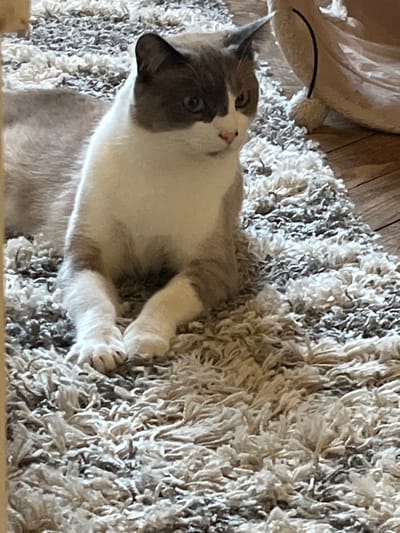 A gray and white cat is lying on a thick, shaggy rug. The cat is facing upwards and its paws are visible. Part of a cat tree is visible in the upper left corner. The environment is indoors. The location is not identifiable.