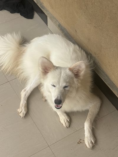 A white dog is lying on a tile floor. The dog is positioned near a wall. The dog is on its side with its mouth slightly open. Some black fabric is visible at the bottom left of the image. The location is Ikot Ekpene, Nigeria.