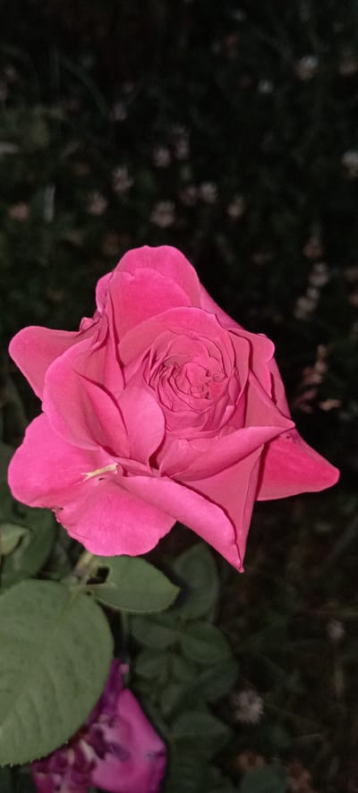 This is a close-up, eye-level, horizontal, natural light, outdoor photograph of a single, large, vibrant pink rose in full bloom. The rose is the primary subject, positioned centrally and filling most of the frame. Its petals are tightly furled towards the center, creating a complex and layered texture. The outer petals are broader and more relaxed, with soft, curved edges. A small, thin, yellow stamen is visible peeking out from the center of the bloom.

The background is dark and out of focus, creating a bokeh effect that isolates the rose and draws the viewer's attention to its details. The background consists of dark green foliage and what appear to be small, pale, out-of-focus flowers or buds, possibly part of the same rose bush or surrounding plants. To the right of the main rose, a portion of another pink flower, possibly a rose petal, is visible, also blurred.

The lighting suggests it might be dusk or early evening, or the photo was taken in a shaded area, as the background is dark, but the rose itself is well-lit, highlighting its color and texture. The overall mood is serene and focused on the natural beauty of the flower. There is no visible text in the image. The location context of Radisne, Ukraine, does not provide specific visual cues within the image itself.