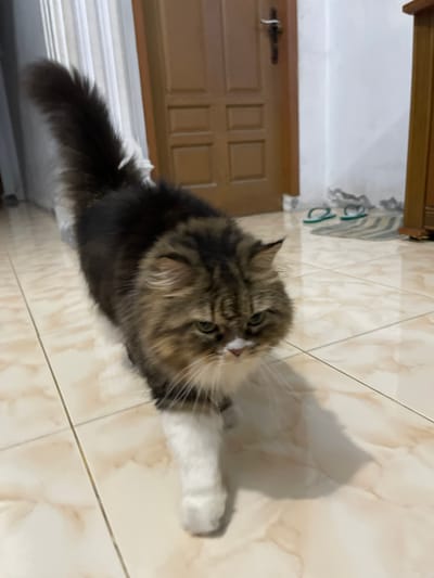 This media file captures a close-up, angled shot of a fluffy cat with brown, black, and white fur. The cat is lying down on a tiled floor, with its front paws extended. One paw is white, and the other is obscured by its body. The cat's face is turned towards the camera, revealing its green eyes and a white patch on its nose. Its fur appears soft and long, particularly around its face and tail, which is bushy and dark. The floor is made of large, light-colored tiles with a marble-like pattern. In the background, a wooden door with paneling is visible, along with part of a white wall. To the right of the cat, a striped item, possibly a rug or mat, is partially visible. The lighting suggests an indoor setting, possibly during the daytime, as there is ambient light. The cat's gaze and relaxed posture suggest a calm and domestic scene. No people are visible in the image. No text is present. The location context is Bandarbireuen, Indonesia.