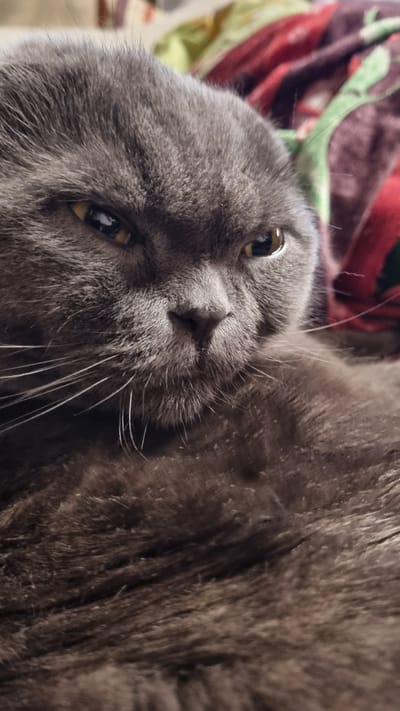 This is a close-up, eye-level shot of a grey British Shorthair cat's face and chest. The cat is lying down, and its fur appears dense and plush. The background consists of a blurred blanket with a red, green, and dark pattern. The cat's expression is somewhat stern, with its eyes partially closed and its gaze directed forward. The lighting is dim, creating a moody atmosphere. There is no indication of a location in the city of Vysokoe, Russia.