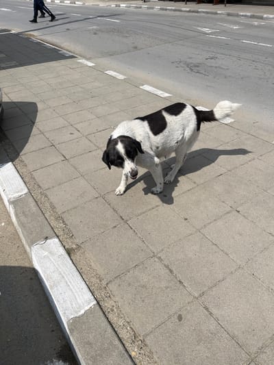 A black and white dog with prominent patches of both colors is seen lying on a concrete paver sidewalk, seemingly resting or sunbathing in bright sunlight. Its body is mostly white with large black spots, and it has a black head with white markings. A long, distinct shadow of the dog stretches across the sidewalk, indicating a high sun angle.

To the left of the dog, an asphalt road runs parallel to the sidewalk. This road features several faded white painted markings, possibly for lanes or parking, and has a grey curb partially painted white. In the bottom left corner of the frame, the lower legs of a person are visible, wearing dark pants and shoes, walking on the street next to the sidewalk.

The scene depicts a sunny day with clear, strong shadows. The sidewalk consists of square, light grey concrete tiles, while the road surface is darker asphalt. The overall setting appears to be a street in a town or village, specifically identified as Vresovo, Bulgaria. No discernible text is visible in the image.