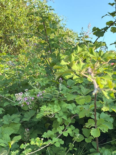 The image depicts a close-up, vertical view of dense green foliage, primarily consisting of blackberry bushes. The leaves are a vibrant green, some showing signs of wear with small holes or tears. Thorny branches are visible throughout the scene, indicating the presence of brambles. Scattered among the leaves are clusters of small, delicate purple flowers, with some buds also present. The sky is visible in the upper left quadrant, a clear, bright blue, suggesting a sunny day. The lighting suggests it is daytime, possibly late afternoon due to the soft light filtering through the leaves and the shadows cast. The setting appears to be outdoors in a natural environment, consistent with a rural or wilderness area. There is no text visible in the image. The overall impression is one of lush, wild vegetation in a natural outdoor setting. The specific location in Sirius, Russia, implies this could be a natural landscape within or near the Olympic Park.