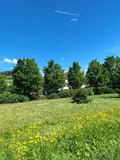 The image shows a rural landscape in Dolany, Czechia, under a clear blue sky with a faint cloud. In the foreground, a field of green grass is dotted with numerous small yellow wildflowers. Behind the field, a line of lush green trees stands tall, partially obscuring several buildings. One building, with a red-tiled roof, appears to be a house, and a smaller white structure with a dark door is visible next to it. A small, dark green coniferous bush is situated in the middle ground, to the right of a larger, fuller green bush. To the far left, a red tractor is partially visible amongst the trees and foliage. The overall scene depicts a serene summer day in a natural setting.