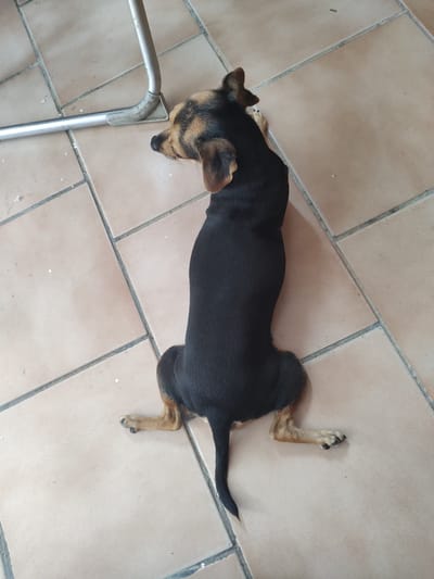 A black and tan dog is lying on its stomach on a tiled floor. The dog's head is turned to the left, and its paws are splayed out. A silver metal chair leg is visible in the upper left corner of the image. The scene appears to be indoors, likely in a residential setting. The location is identified as Tervel, Bulgaria.
