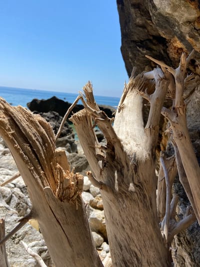 In Prijevor, Montenegro, the image captures a close-up view of weathered driftwood on a rocky beach, with the Adriatic Sea and a cliff face in the background. The driftwood is light brown and grey, with splintered ends and rough textures, suggesting prolonged exposure to the elements. The sea is a clear blue, meeting a rocky shoreline and a large, dark grey cliff. The sky is a bright, cloudless blue. There are no people or animals visible in the scene.