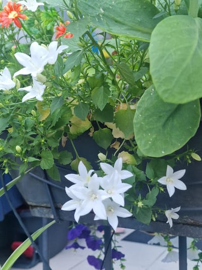 A close-up, high-angle shot captures a cluster of white campanula flowers, also known as bellflowers, in bloom. The flowers, with their star-shaped petals, are the primary focus, interspersed with vibrant green foliage. Some of the leaves show signs of slight discoloration, with yellowing and browning edges, suggesting they may be past their prime.
In the background, a large, out-of-focus green leaf dominates the upper right portion of the frame. To the left and upper left, glimpses of red and orange artificial flowers are visible, adding a contrasting splash of color. The flowers are contained within a dark planter, possibly made of plastic, which rests on a weathered metal shelf or frame. The shelf itself appears rusted in places.
Below the planter, a blurred background reveals a black surface, potentially a patio or pathway, with a checkered pattern. Some small, bell-shaped purple flowers are also visible in the lower portion of the image, hanging down. The overall scene suggests an outdoor setting, possibly a balcony or garden area in Saint-Josse-ten-Noode - Sint-Joost-ten-Node, Belgium, given the mention of the location, though no specific landmarks or architectural elements confirm this. There are no people or animals present in the image. The lighting is natural, likely from daylight, creating soft shadows.