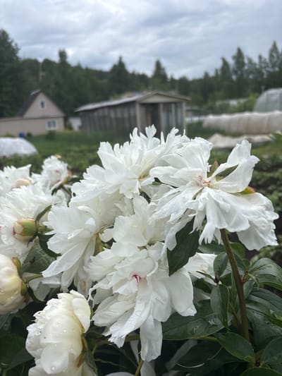 The image displays a close-up of several white peony flowers, their petals glistening with water droplets, suggesting recent rain. The flowers are lush and full, with some showing hints of pink at their centers. Dark green leaves provide a rich contrast to the white blooms. In the background, the scene is blurred but suggests an outdoor setting. A building with a light-colored facade and a darker roof is visible, along with trees and possibly greenhouses. The sky is overcast, indicating a cloudy day. The overall mood is serene and natural, emphasizing the beauty of the flowers after a rain shower. No people are visible in the frame, and there is no discernible text. The location context of Golenishchevo, Russia, implies a temperate climate where peonies would be in bloom during the warmer months.