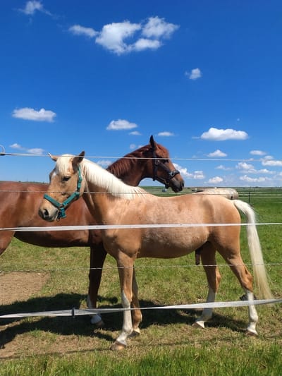 Two horses stand in a grassy field under a bright blue sky with scattered clouds. The horses are separated from the viewer by a white electric fence. One horse is chestnut brown and wears a dark brown bridle. The other horse is a lighter palomino color with a flaxen mane and tail, and wears a turquoise halter. The location is Crauthem, Luxembourg.
