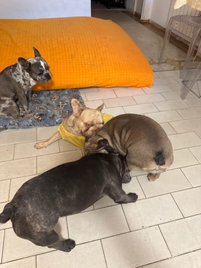 In San Benedetto del Tronto, Italy, four French Bulldogs are gathered on a tiled floor. To the left, a grey and white spotted French Bulldog sits on a blue and white patterned mat. In the center, a fawn-colored French Bulldog wearing a yellow shirt is lying down, its head partially obscured by another dog. To the right, a taupe-colored French Bulldog is lying on its side, facing away from the camera, with its hindquarters visible. In the foreground, a dark brindle French Bulldog is also lying down, its head tucked near the taupe dog's hindquarters. Behind the dogs, a large, bright orange cushion is visible, resting against a white wall. The environment appears to be indoors, possibly a living space, with a glimpse of furniture in the background.