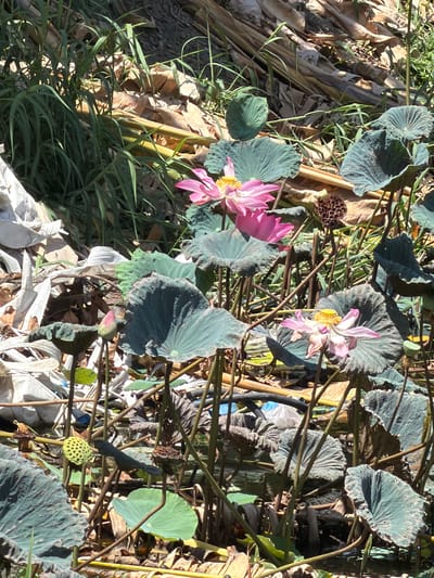 The image shows a close-up view of a lotus pond in Hòa Đa, Vietnam. Several pink lotus flowers are in bloom, some fully open and others still budding. Their large, circular green leaves, some of which are partially dried and brown, dominate the foreground and background. The stems of the lotus plants are visible, crisscrossing the frame. Among the foliage, there are also seed pods of the lotus plant, some appearing mature and brown, others green and undeveloped. The scene is set outdoors, with dry, fallen leaves and green grass scattered around the base of the plants, suggesting a natural environment. The lighting suggests it is daytime, with sunlight filtering through the leaves, creating shadows. There is no visible text in the image.