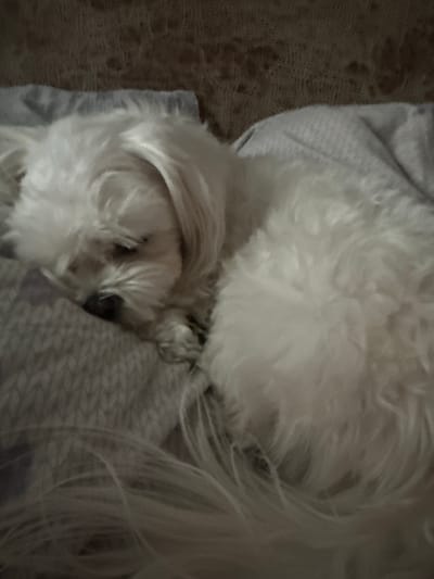 A small, white dog with fluffy fur is sleeping on a patterned blanket. The dog is curled up, with its head resting on its paws. The blanket has a geometric pattern in shades of grey and white. The background is blurred and appears to be a textured surface, possibly fabric. The scene is indoors, with soft lighting. It is not possible to determine the location in the city of Petropavlovsk-Kamchatsky, Russia, based on the provided image.