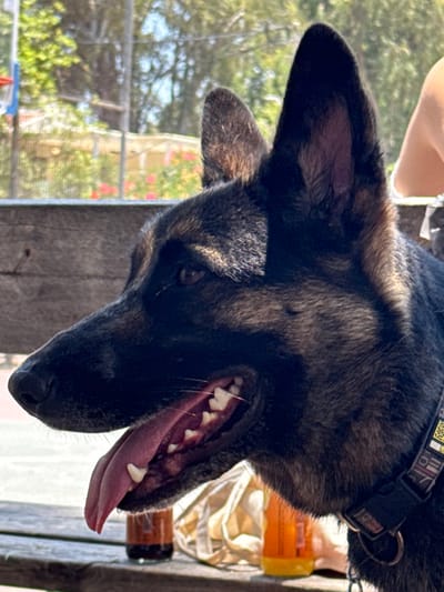 An upside-down view shows a German Shepherd dog with its mouth open, tongue protruding. The dog wears a black collar with some markings. Sunlight highlights the dog's head and one erect ear. A glimpse of the outside is visible through the window. Part of a person's arm and shoulder is also visible in the image.