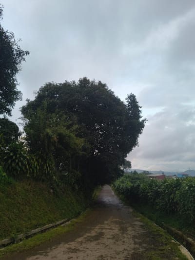A tree stands prominently against a cloudy sky. A road, lined with grass and dense foliage, curves away. The road surface appears damp, reflecting the overcast sky. Distant buildings are vaguely visible between the trees.