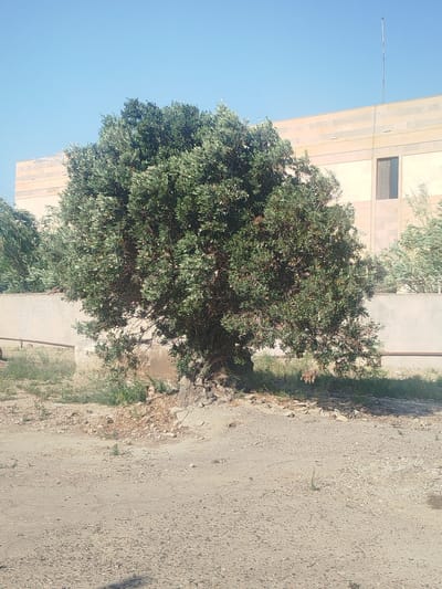 A mature, full olive tree stands in the foreground, its dense green foliage creating a rounded canopy. The tree's trunk is thick and gnarled, showing signs of age. The ground around the tree is a mixture of dry soil, small stones, and sparse dry vegetation. Behind the tree, a light-colored concrete wall runs horizontally across the frame, with a pipe or railing visible along its base. Beyond the wall, a building with a pale yellow facade and a light-colored stone trim is visible. A dark, rectangular window is set into the building's facade, and a tall, thin antenna extends upwards from the roof. The sky is a clear, bright blue. The scene appears to be an outdoor area in a city, likely in Baku, Azerbaijan, given the architectural style of the building and the arid-looking vegetation. There are no people or animals visible in the image.