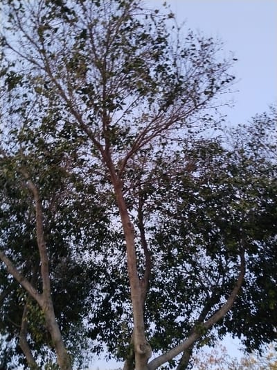 The image captures a low-angle perspective looking up into the canopy of multiple deciduous trees against a pale blue sky. The primary subjects are the intertwining trunks, branches, and leaves of the trees.
Several thick, light-brown main trunks and numerous smaller branches extend upwards and fan out across the frame. The branches exhibit a rugged texture. A significant portion of the tree canopy is covered in dark green leaves, indicating lush foliage. However, some areas, particularly in the upper and central parts of the image, show more bare branches and fewer leaves, suggesting either the onset of autumn, new growth, or a natural variation in leaf density. The leaves are clustered, creating dappled shadows and varied textures against the sky.
The sky is a clear, light blue, indicating fair weather with no visible clouds. The light appears soft and indirect, suggesting it might be either early morning, late afternoon, or an overcast day, as there are no harsh shadows. The overall scene depicts a natural, peaceful environment. There are no people, animals, or man-made objects visible within the frame. No specific activity is taking place, and no text is visible. The image conveys the quiet grandeur of tree crowns reaching towards the sky in what is contextually known as Torre Pacheco, Spain.