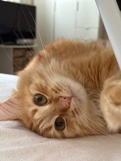 An orange tabby cat is lying on its back on a white textured surface, likely a bed or couch. The cat's head is tilted, with its large, expressive green eyes looking directly at the camera. Its whiskers are long and white, fanning out from its face. The cat's fur is a warm orange color with subtle tabby markings. A portion of a white object, possibly a piece of furniture or fabric, is visible in the upper right corner of the frame, partially obscuring the background. The background is out of focus and appears to be an indoor setting with hints of furniture and a television screen.