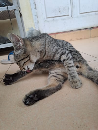A tabby cat is grooming itself on a tiled floor in Lhokaweawe, Indonesia. The cat is lying on its side with its front leg raised to its face, licking its paw. The background shows a white door and a shelf with some items on it. The cat has grey and black stripes and pink toe beans. The floor is made of light brown tiles.
