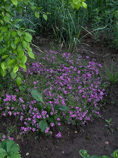 This is an overhead shot of a vibrant garden bed, likely located in Прикамский, Russia, featuring a lush patch of small purple flowers. The central focus is a dense cluster of tiny, five-petaled purple blossoms, possibly a variety of Phlox, growing as a ground cover with slender green foliage.
Surrounding the blooming area, various other green plants contribute to the scene. In the lower-left corner and extending along the left edge, branches with broad, light green leaves, possibly from a shrub, are visible. Towards the upper left, taller, grass-like green plants grow alongside a dark, wire-mesh fence or trellis, which is partially obscured by the vegetation. The upper-right and bottom-right sections of the frame show dark, moist-looking soil, indicating recent watering or rainfall. A few larger, distinct green leaves, including one resembling a strawberry plant leaf in the bottom right, are scattered amongst the soil and flowers.
The lighting is soft and even, suggesting either an overcast day or early morning/late afternoon. There is no specific activity taking place; the image captures a static, serene moment in the garden. No people or visible text are present in the frame. The overall impression is one of natural beauty and cultivation.