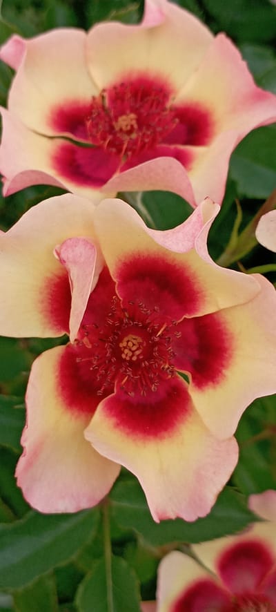 This is a close-up, horizontal photograph of two roses in bloom, set against a backdrop of green foliage. The roses exhibit a striking bicolored pattern: their outer petals are a pale yellow, gradually transitioning to a vibrant pinkish-red hue towards the center. The central parts of the flowers are adorned with numerous stamens, which are dark red and clustered together. The lighting appears to be natural, suggesting it was taken outdoors during the daytime, though the specific time of day and weather conditions are not discernible. The focus is sharpest on the rightmost rose, with the left rose and the surrounding greenery being slightly softer. The overall impression is one of natural beauty and floral detail. There is no visible text in the image. The location context provided is Radisne, Ukraine.