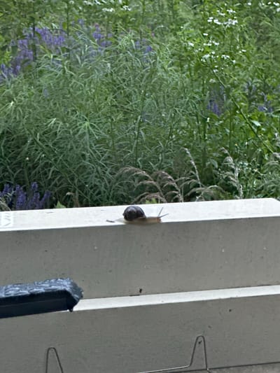 A snail is crawling on a concrete ledge in front of lush green vegetation. The vegetation includes tall, thin grass-like plants and some taller plants with purple flowers in the background. A black object, possibly a handle or some sort of attachment, is visible on the lower left side of the ledge. The background is a natural environment, possibly a garden or park. The image does not contain any identifiable landmarks or clues that would indicate its specific location within Amsterdam, Netherlands.