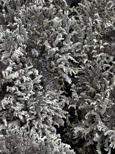 The image shows a close-up, detailed view of a textured surface covered in pale grey, branching formations. These formations appear to be lichen or moss growing on a darker, rough background, possibly rock or bark. The lighting creates shadows, highlighting the three-dimensional structure of the growths. There are no people, animals, or man-made objects visible in the frame. The scene is likely outdoors, given the natural subject matter. The image does not provide any specific information about Kintamani, Indonesia.