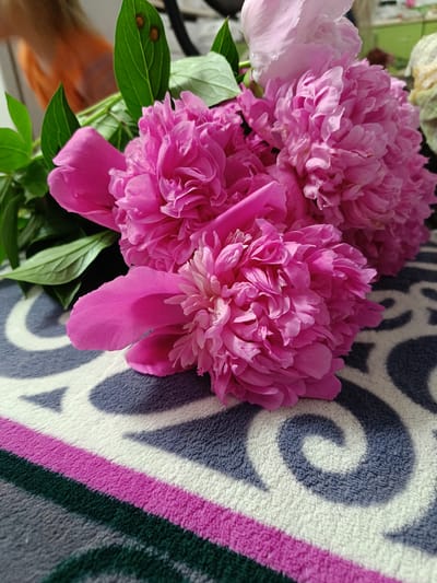 A close-up, eye-level shot features a bouquet of vibrant pink peonies arranged on a patterned rug. The flowers are in full bloom, with numerous delicate petals unfurling. Some of the petals show water droplets, suggesting they may have been recently watered or misted. Lush green leaves accompany the blooms, some with small, brown spots, potentially indicating signs of natural aging or minor damage. The rug beneath the flowers has a plush texture and displays a repeating pattern of white, grey, and dark grey swirls. A stripe of bright pink and dark green runs across the bottom of the rug, adding a pop of color to the scene. In the blurred background, a person wearing an orange shirt can be seen, their features indistinct. The overall lighting is soft, highlighting the intricate details of the peonies. The setting appears to be an indoor environment, possibly a home. The image does not provide any specific information that would allow for its location to be determined within the city of Nesvizh, Belarus.