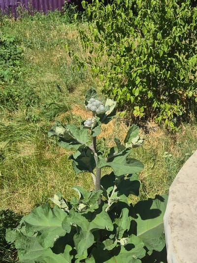 A burdock plant with large, coarse green leaves and developing seed heads stands in the foreground, casting shadows on a concrete surface to its right. Behind the plant, dry grass and green foliage grow, with a purple fence visible in the background. The scene appears to be an outdoor environment, possibly a yard or garden in Sozonivka, Ukraine, on a sunny day.