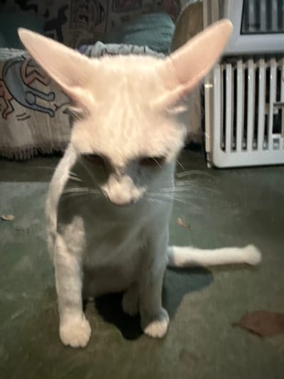 A white cat with large ears and reddish eyes sits on a dark green floor in an indoor setting. The cat is facing forward, with its head bowed. To the left of the cat, a patterned blanket is visible. To the right, a white radiator or air conditioning unit with vertical slats is present. A shadow is cast on the floor behind the cat. The environment appears to be a residential area in Tambon Ko Pha Ngan, Thailand.