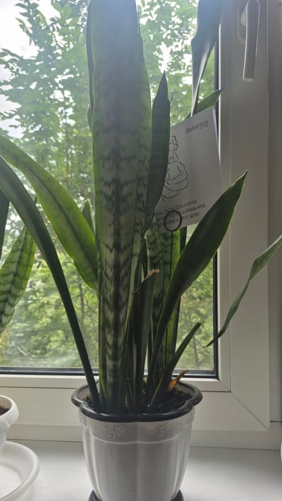 A close-up, vertical shot shows a potted snake plant on a windowsill. The plant, with its long, stiff, variegated green leaves, is in a white ceramic pot adorned with a decorative floral pattern. The pot sits on a white windowsill, with a partially visible white window frame. Behind the plant, a window reveals a blurred background of lush green trees and foliage, suggesting an outdoor, natural setting. The lighting indicates it is daytime, possibly late morning or afternoon, with the sunlight filtering through the leaves, creating a bright atmosphere. A small white card with text and a line drawing of a flower is tucked into the plant's leaves. The visible text on the card reads "Botanica WITH LOVE" and some Russian text, which translates to "MAMA, let even a drop of love that you give me reach you this day!" Another smaller white planter is partially visible in the lower right corner. The overall impression is one of domestic tranquility and a connection to nature, with the plant thriving in natural light.