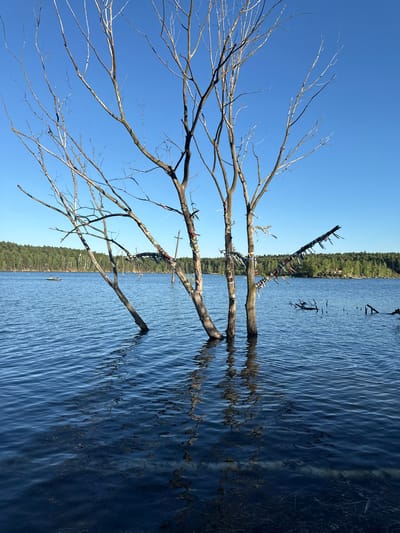 The image depicts a serene lake scene on a clear day, under a bright blue sky. In the foreground, the trunks of several bare trees emerge from the calm, blue water, their branches reaching upwards. These trunks are adorned with numerous colorful ribbons tied around them. The water reflects the sky and the submerged parts of the trees, creating rippling patterns. In the middle ground, a small, light-colored boat with at least one person aboard is visible on the lake, moving away from the viewer. Further in the background, a dense line of green trees forms the horizon, with some small structures or outcroppings visible among them. Scattered dark, submerged branches or debris are present in the water near the main trees. The overall environment suggests a natural, tranquil setting.
