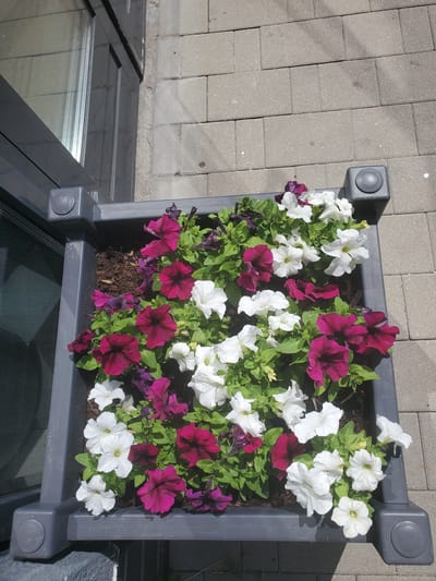 A high-angle shot shows a dark gray plastic planter box filled with flowering petunias. The flowers are a mix of deep magenta and white, with some dark purple blooms peeking through. The planter is positioned on a sidewalk made of gray rectangular pavers. To the left of the planter is a dark gray metal structure with a glass pane, likely part of a building's facade. Sunlight casts shadows on the paving stones, indicating it is daytime. There are no people or animals visible in the frame. The scene is devoid of any specific landmarks that would pinpoint its location to Odintsovo, Russia.