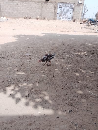 The scene is an outdoor, sunlit area within the city of Kanwa, Nigeria. The ground consists of light brown, dry dirt sparsely covered with small organic debris such as twigs and leaves, and marked by dappled shadows from an unseen overhead canopy. A single fowl, exhibiting mottled black, white, and reddish-brown plumage, is in the mid-ground, walking towards the right side of the frame with its head lowered, appearing to forage. In the background, a building constructed of light-colored concrete blocks spans the width of the image. Centrally located on this building is a white, double-leaf metal gate with a decorative geometric pattern. Two dark, rectangular fixtures are mounted high on the wall, one on each side of the gate. To the left of the gate, three light-colored, cylindrical posts or stumps are positioned at the base of the wall. To the right, a blue motorcycle is parked behind a low mound of earth, with additional wooden debris visible nearby and a sparse tree in the far background. No human subjects are present.