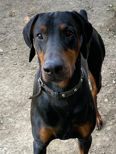 The image shows a black and tan Doberman Pinscher lying down on a gravelly surface, likely outdoors. The dog is the sole subject of the image, viewed from a high angle looking down. Its head is turned towards the camera, with its ears flopped forward. The dog is wearing a dark leather collar with metal studs.

The ground appears to be dirt and small stones, with some dry grass and debris scattered around. The lighting suggests it is daytime, possibly mid-morning or afternoon, with no distinct shadows indicating a specific time. The overall scene is natural and unadorned.

There are no people visible in the image. The dog appears calm and alert, with its eyes open and focused. The close-up perspective emphasizes the dog's features, including its dark fur, tan markings on its face and legs, and its collar. The background is blurred, focusing attention entirely on the dog. The location context of Luh, Ukraine, does not offer specific visual cues within the image itself, as the environment is generic. There is no visible text in the image.