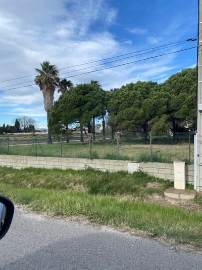 The scene depicts an outdoor landscape in Saint-Cyprien, France, viewed from a slightly elevated position, likely from a vehicle. The foreground features a dark grey asphalt road visible at the bottom left, alongside a verge of green and dry grass. A dark vehicle side mirror is partially visible on the far left.

A low concrete block wall, light grey in color, runs horizontally across the mid-ground. Above this wall, a green wire mesh fence with several vertical supports is visible, enclosing a flat, grassy field that appears mown. Several desiccated vine-like structures are intertwined with the fence. On the far right, a grey utility pole extends vertically, supporting multiple black power lines stretched across the upper right quadrant of the image. Adjacent to the fence and concrete wall on the right, a light-colored utility box is mounted on a small concrete base, with another recessed utility cover visible in the ground nearby.

Behind the fenced area, a tall palm tree with a fibrous brown trunk and green fronds stands prominently on the left. A smaller palm tree is partially visible behind it. Further to the right, a dense cluster of dark green pine or conifer trees forms a natural barrier, extending across much of the mid-to-background. In the far distance on the left, beyond additional bare-branched deciduous trees, faint snow-capped mountains are visible. The sky is blue with scattered white, wispy clouds. No individuals or active interactions are observed.