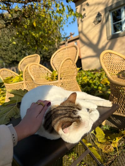 A human hand, featuring a gold-colored ring and dark purple nail polish, gently rests on the back of a white cat with brown tabby markings on its head and back. The cat lies stretched out on a dark, flat surface, partially covered by large, light green and yellow leaves, indicative of autumn foliage. In the immediate background, multiple light-colored wicker chairs are visible, some also holding fallen leaves. Further back, a sunlit building with pale-colored walls, a dark-framed window, and an external lantern is present. Prominent tree shadows are cast upon this building's facade. Beyond, another building with a reddish roofline is partially visible, all under a clear blue sky. The scene is outdoors, set within the city of Montepulciano, Italy, under bright sunlight, which creates distinct shadows.